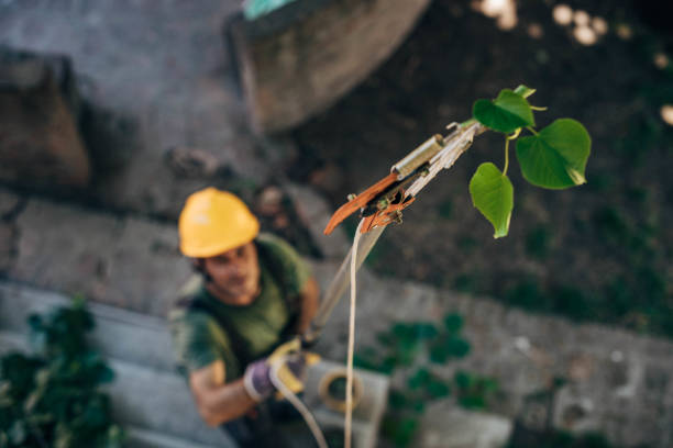 Best Tree Mulching  in Johnson Creek, WI